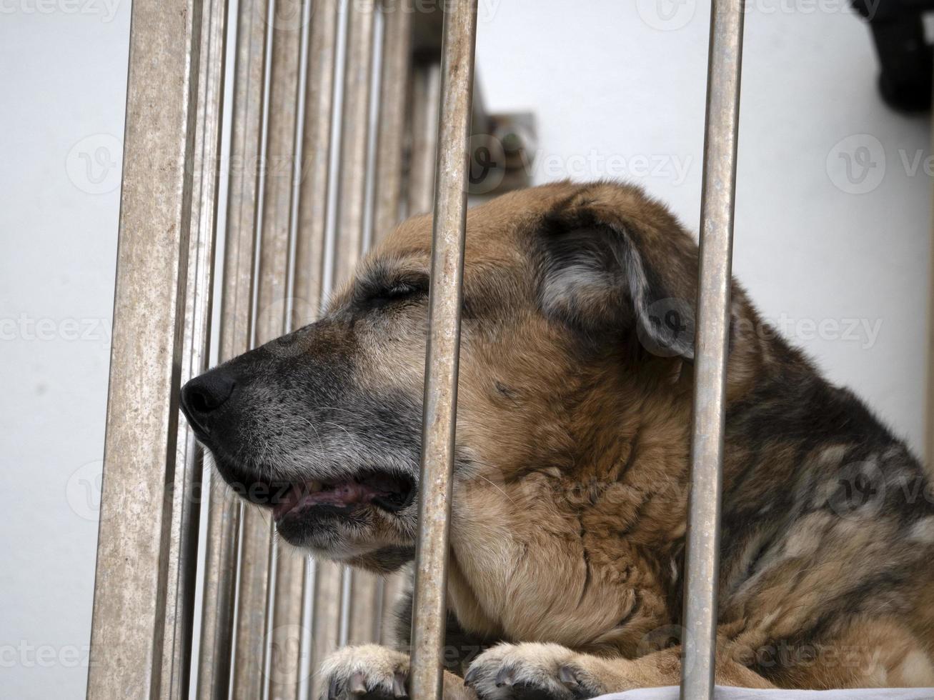 en cage vieux chien photo