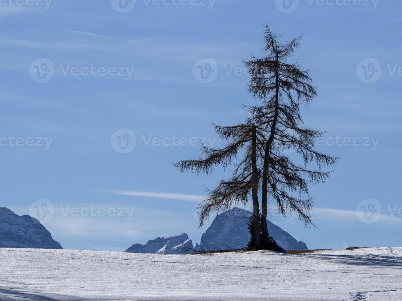 silhouette de pin isolé sur la neige dans les montagnes photo