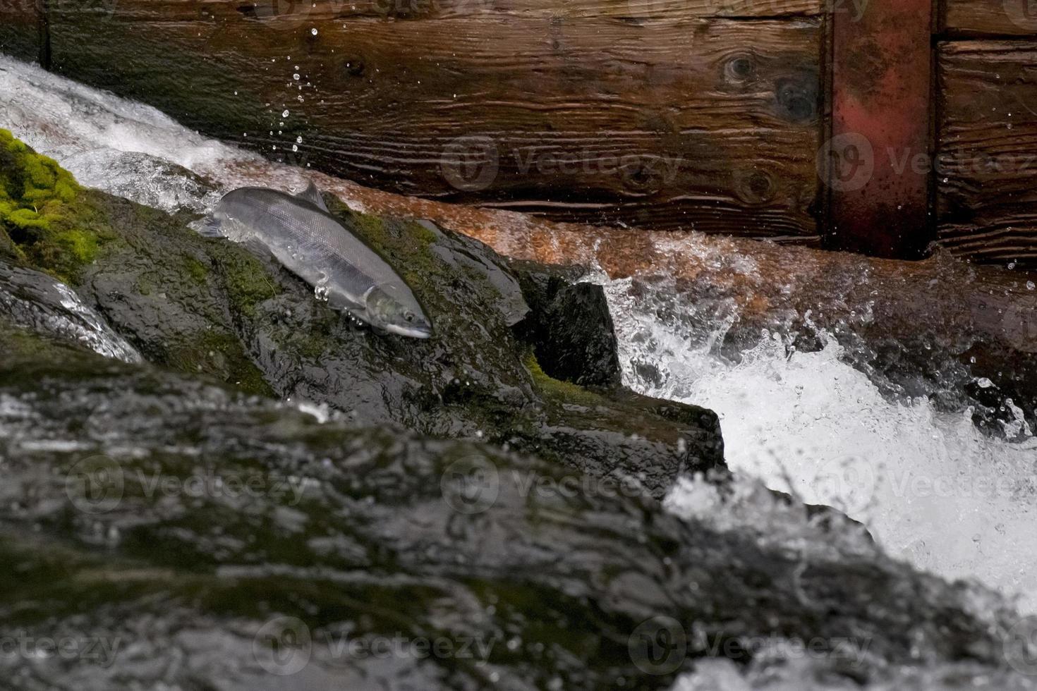 une Saumon sauter dans Alaska ruisseau rivière photo