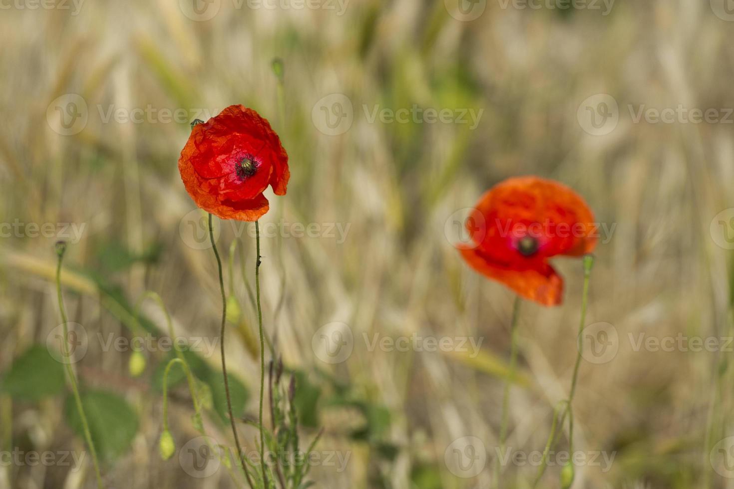 Coquelicot dans un épi de détail de champ de blé photo