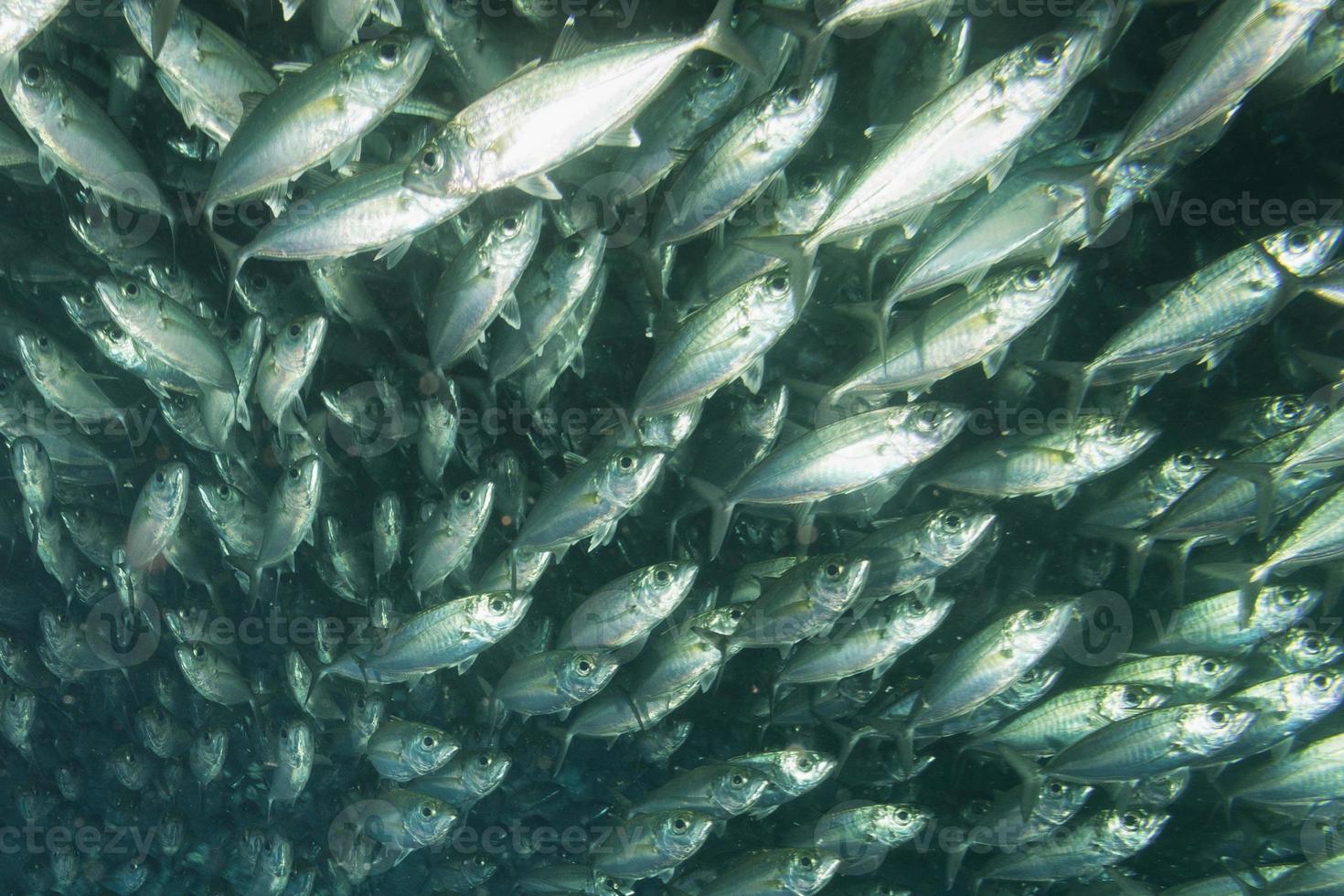 à l'intérieur d'un banc de poissons sous l'eau photo