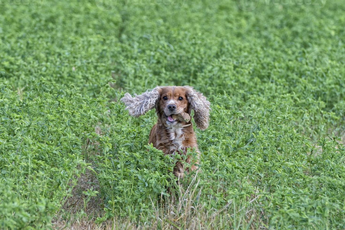 chiot heureux qui court vers vous photo