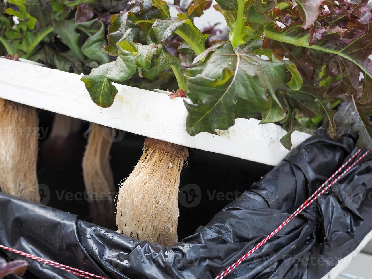 le les racines de hydroponique des légumes sont complètement sûr. photo