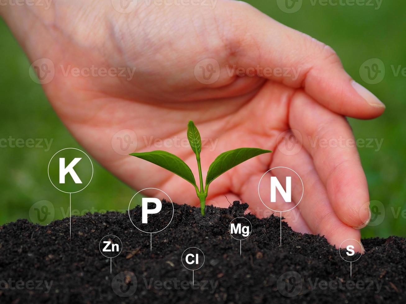 le jeune arbre est croissance. avec nutriments, minéraux, numérique sol Icônes photo