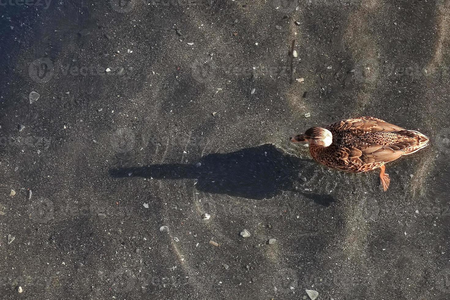 Canard colvert femelle sur l'eau avec ombre photo