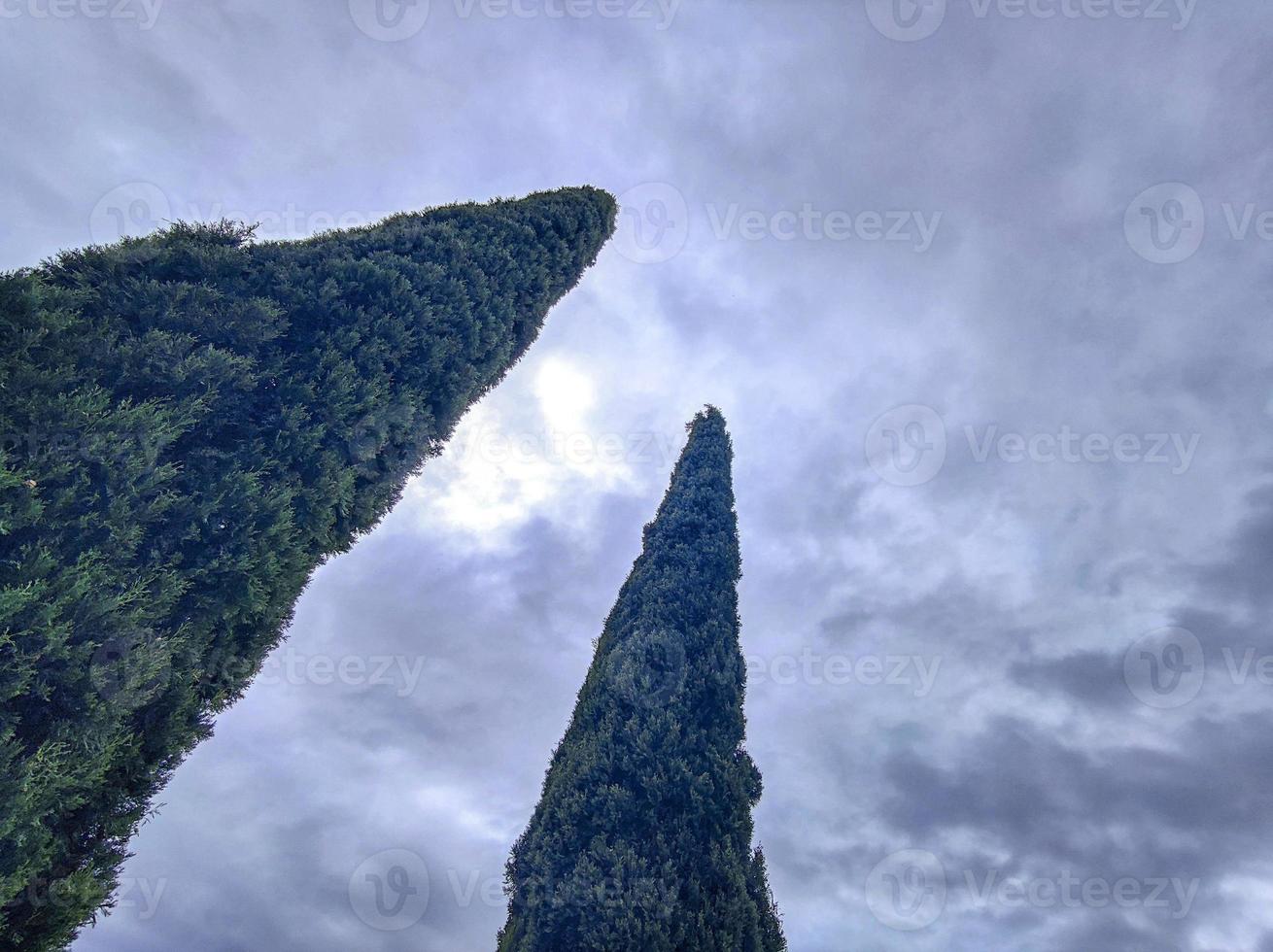 cyprès arbre bas à en haut vue photo