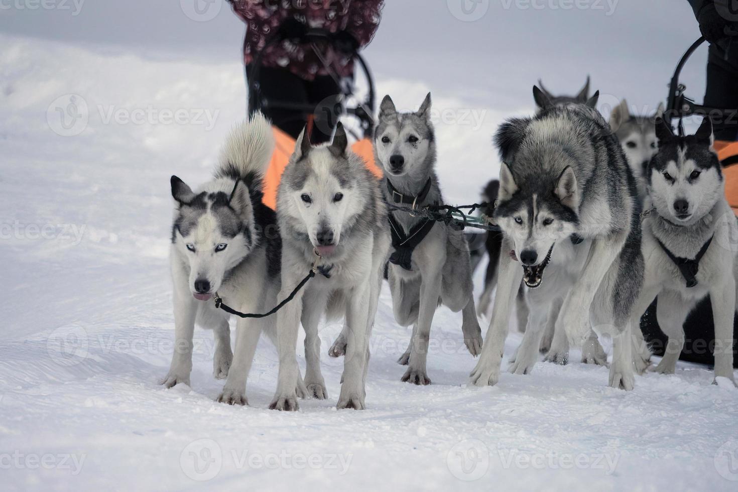 chien de traîneau dans les montagnes enneigées photo