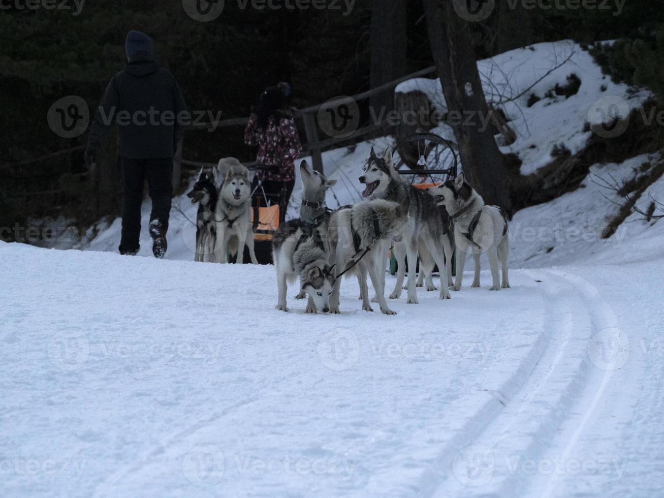 chien de traîneau dans les montagnes enneigées photo