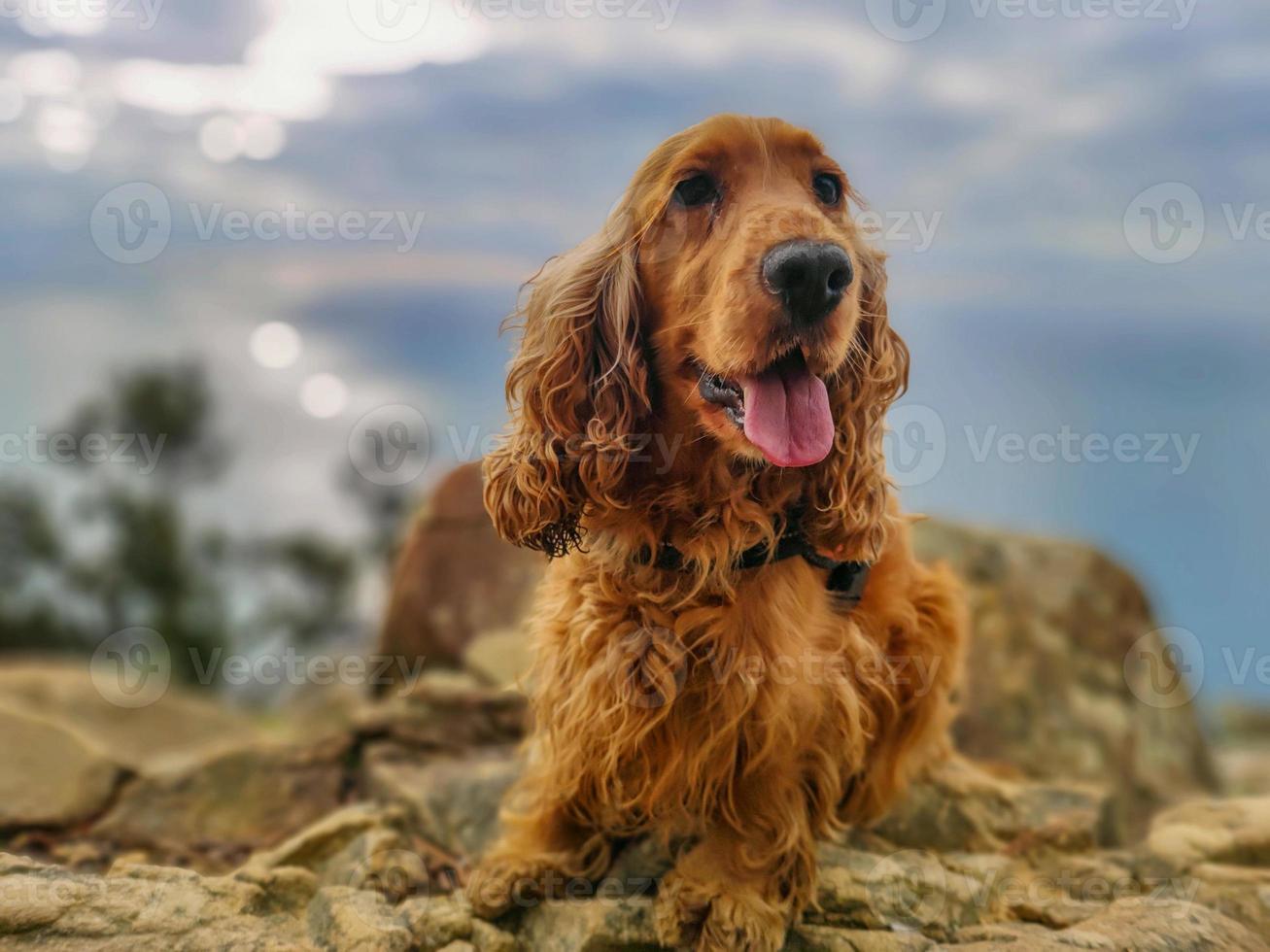 chien cocker spaniel portrait sur la randonnée des cinque terre photo