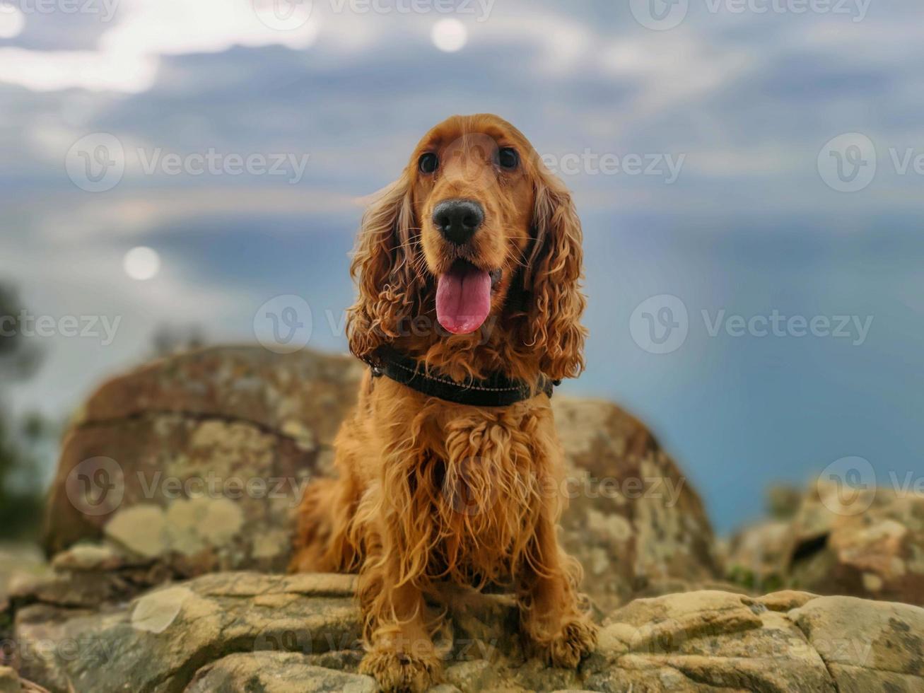 chien cocker spaniel portrait sur la randonnée des cinque terre photo