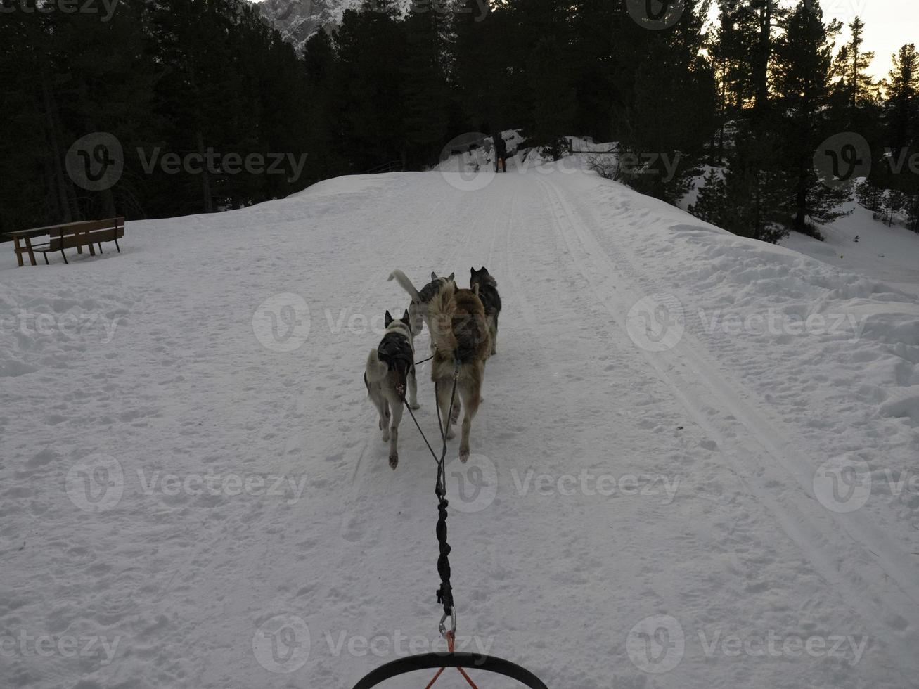 chien de traîneau dans les montagnes enneigées au coucher du soleil dans les dolomites photo