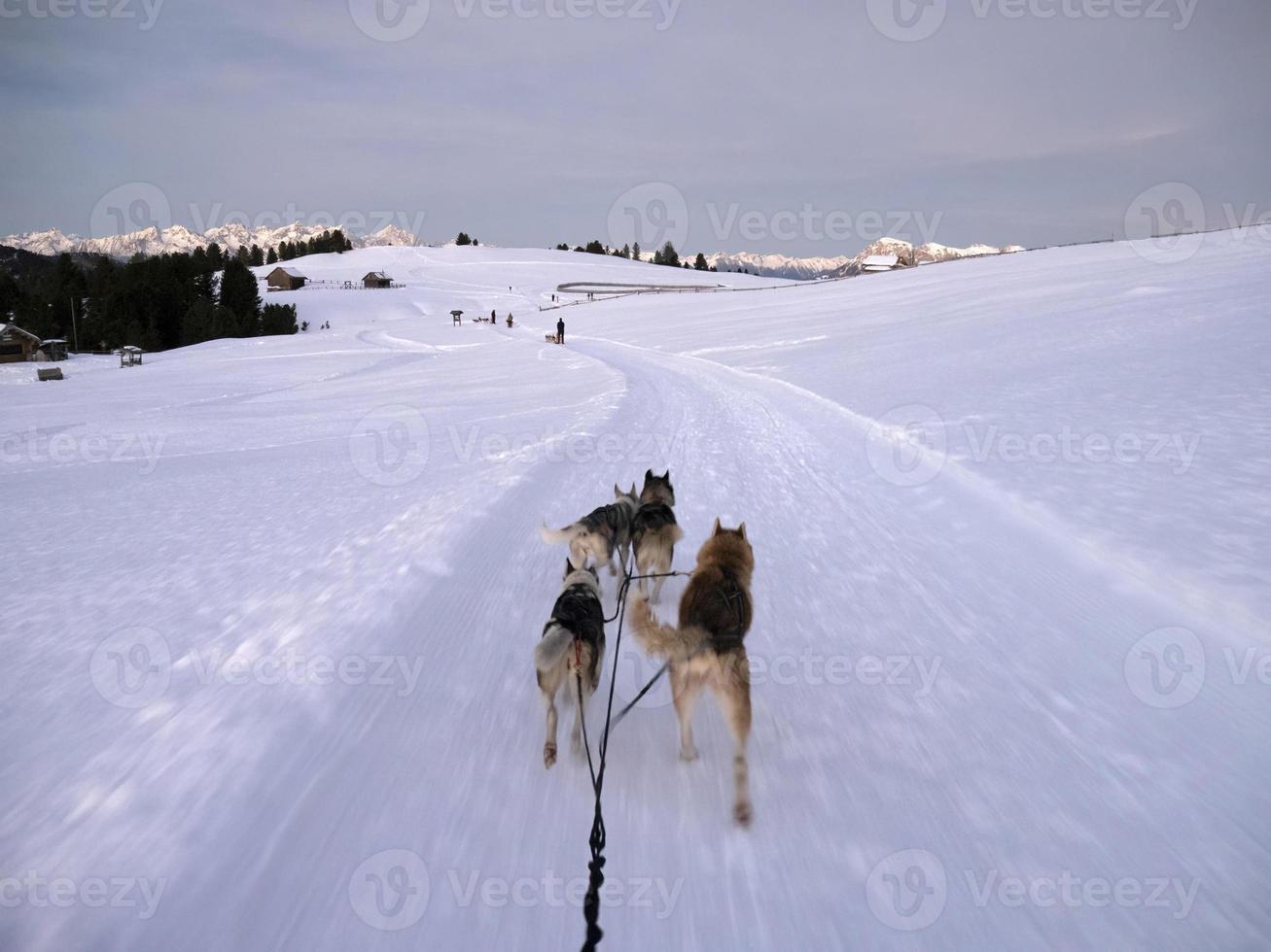 chien de traîneau dans les montagnes enneigées au coucher du soleil dans les dolomites photo