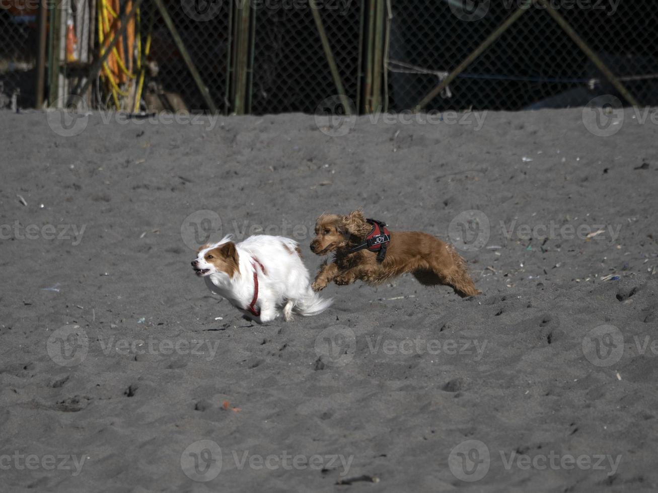 heureux, chien, cocker, jouer, plage photo