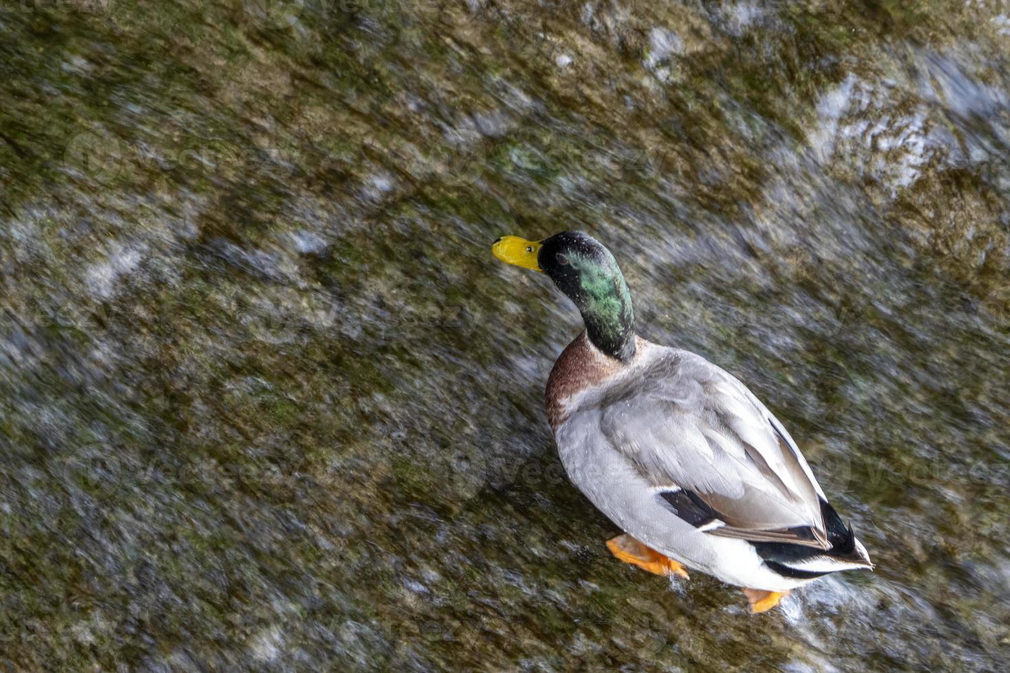 sauvage canard dans le l'eau photo