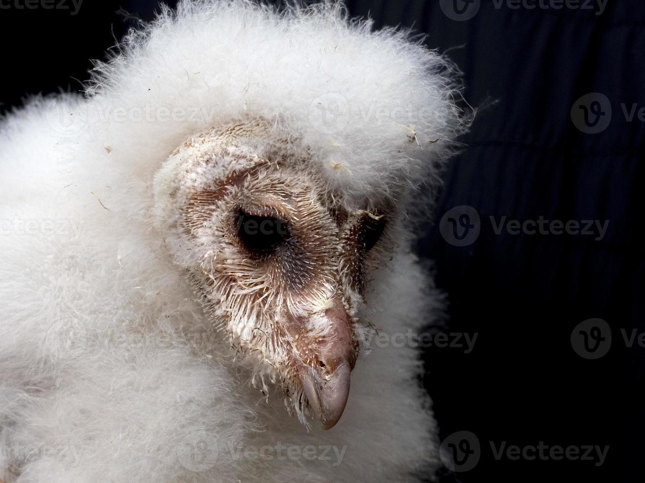 nouveau née bébé Grange hibou oiseau de proie proche en haut portrait photo