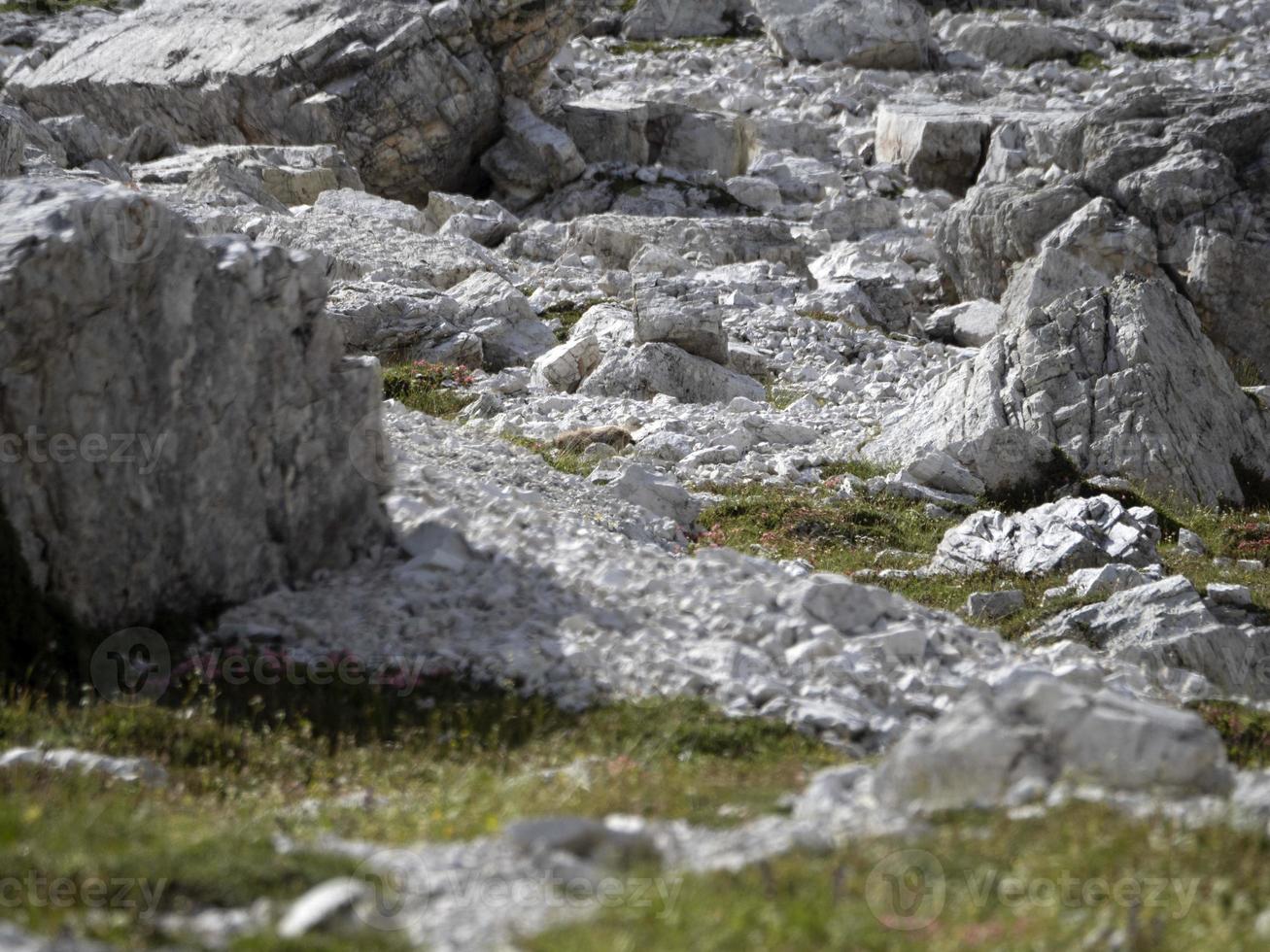 marmotte marmotte à Trois pics de lavaredo vallée dolomites montagnes panorama paysage photo