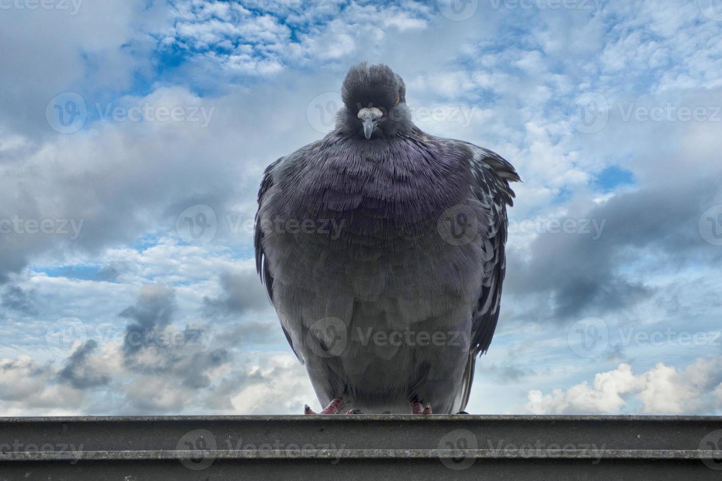 pigeon à cinque terre ligurie photo