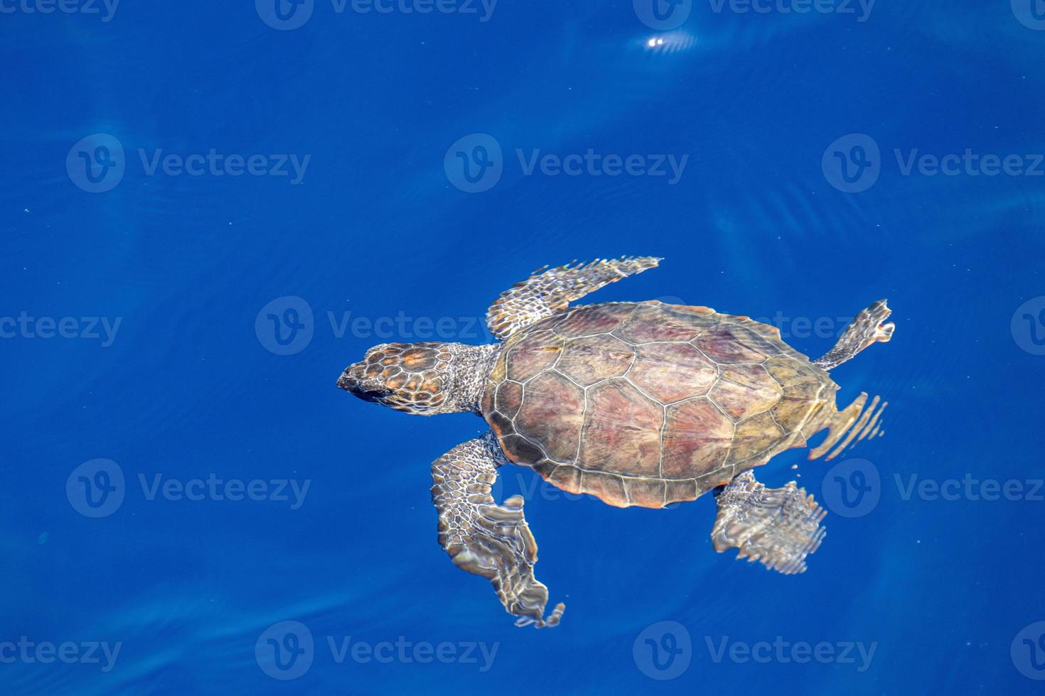 bébé tortue caretta nouveau-né près de la surface de la mer pour respirer photo