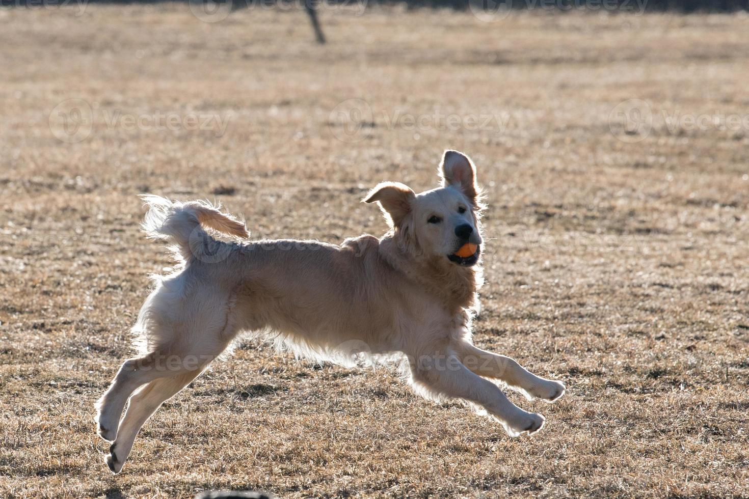 chien heureux courant vers vous et jouant sur l'herbe photo