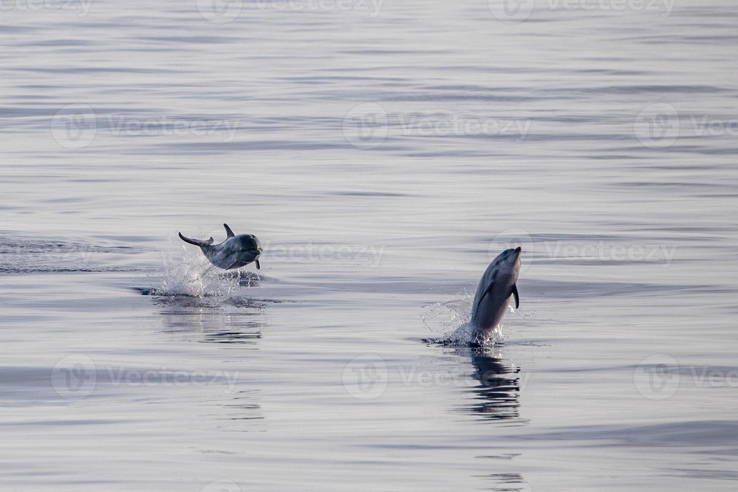 bébé dauphin nouveau-né en sautant dans la mer au coucher du soleil photo