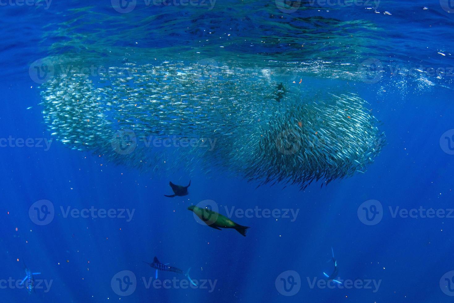 marlin rayé et lion de mer chassant dans une boule d'appâts à la sardine dans l'océan pacifique photo