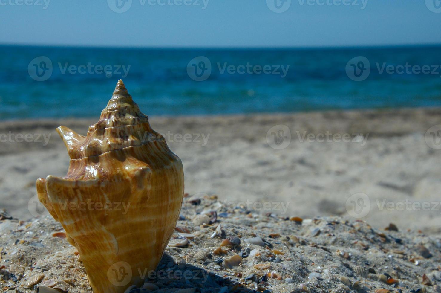 mollusque coquilles sur mer Contexte photo