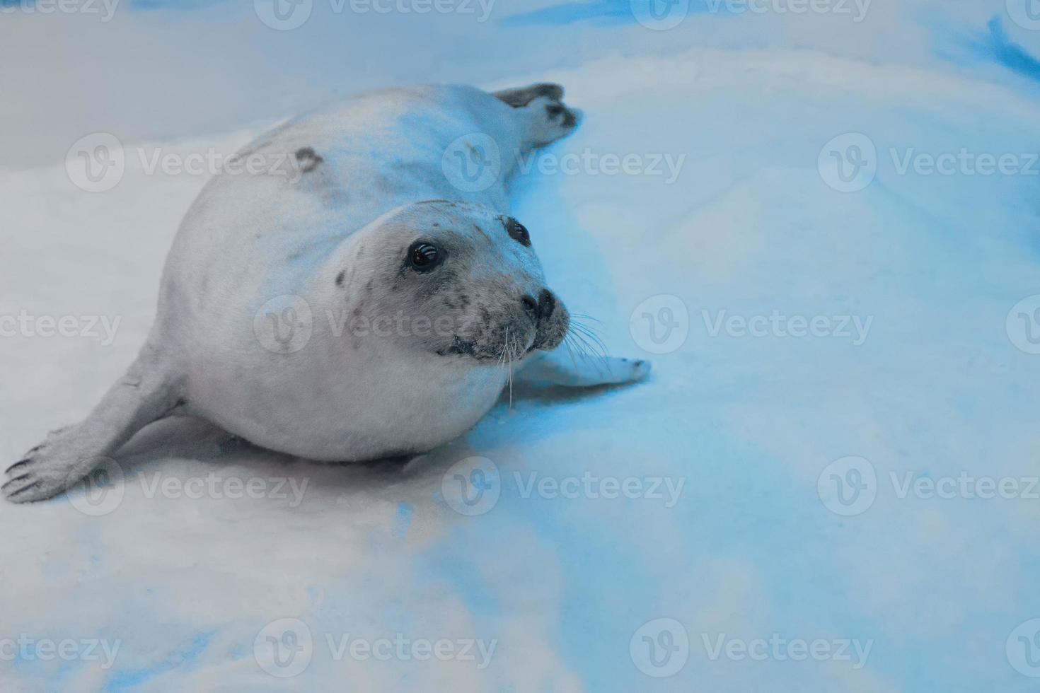 une joint sur la glace à la recherche à vous photo