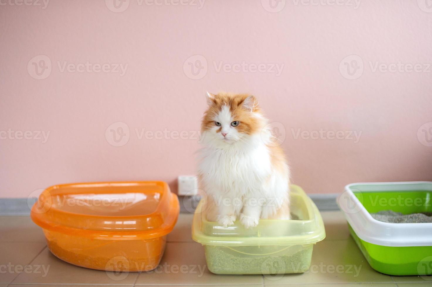 une duveteux chat est séance dans une plateau avec chat litière. pot train une chat photo