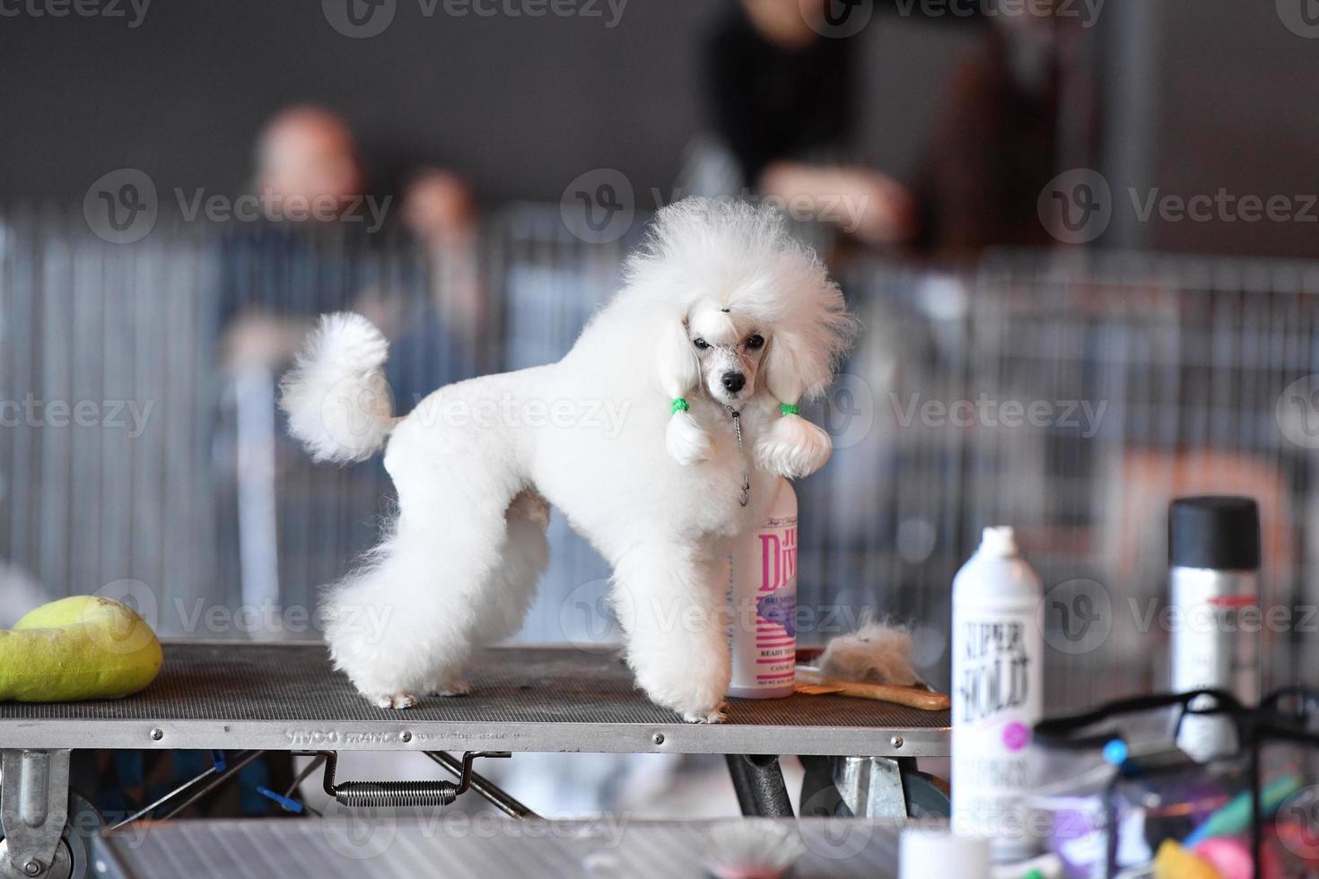 Gênes, Italie - mai 21 2016 - annuel Publique international chien spectacle photo