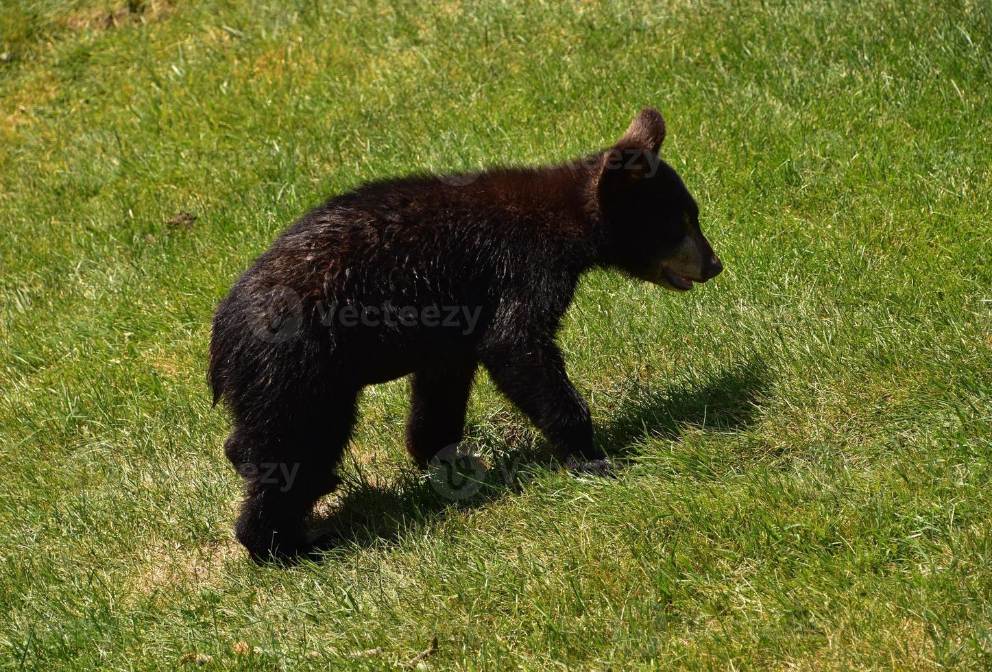 adorable noir ours lionceau dans vert herbe photo