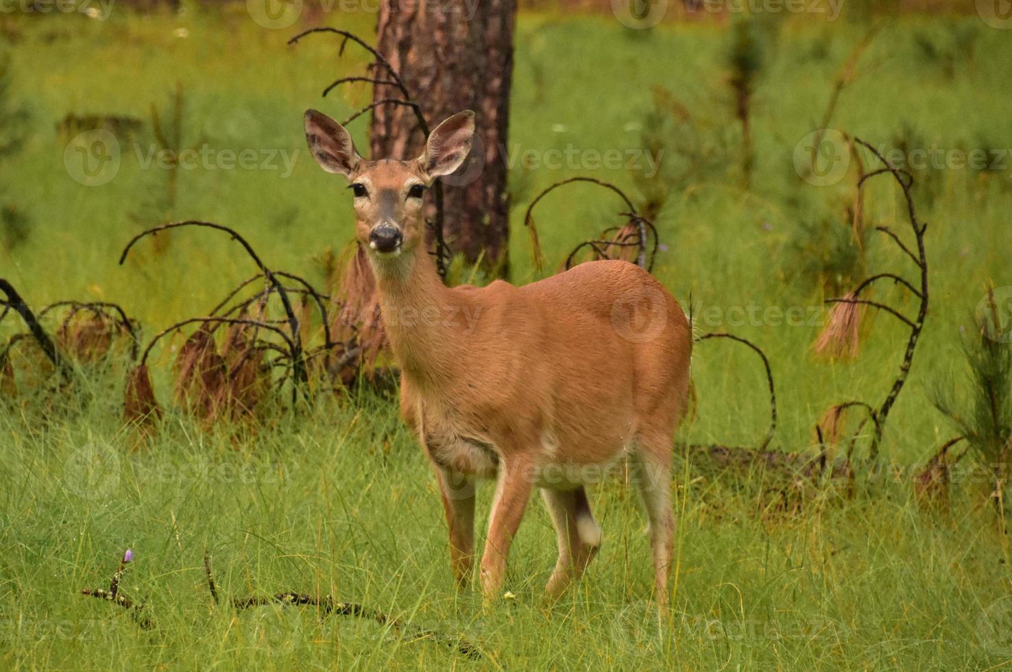 des bois bosquet avec une cerf permanent encore photo