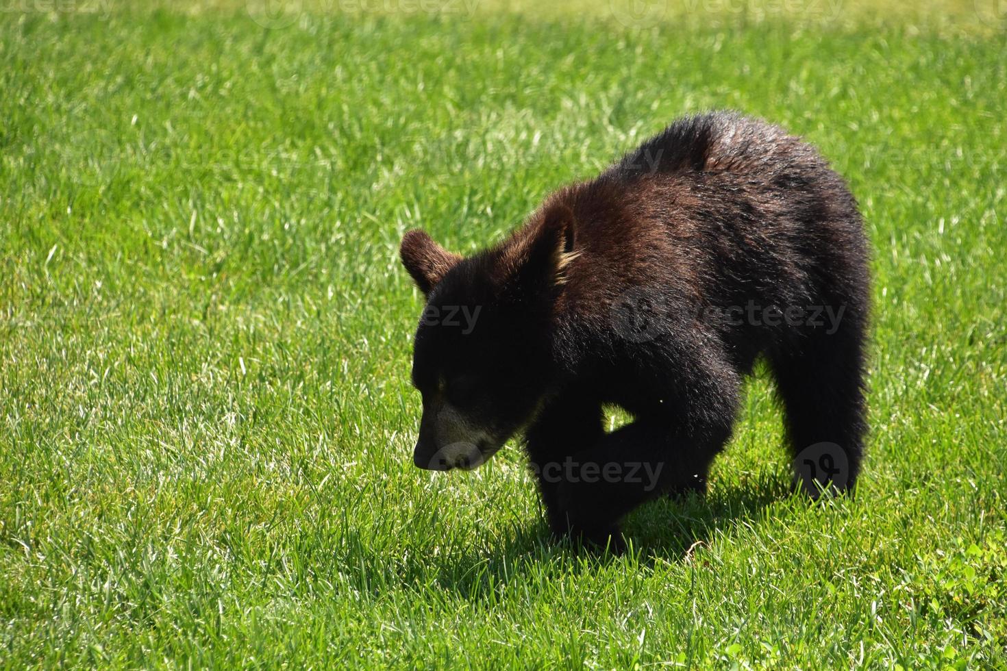 sinueux noir ours lionceau dans le été photo