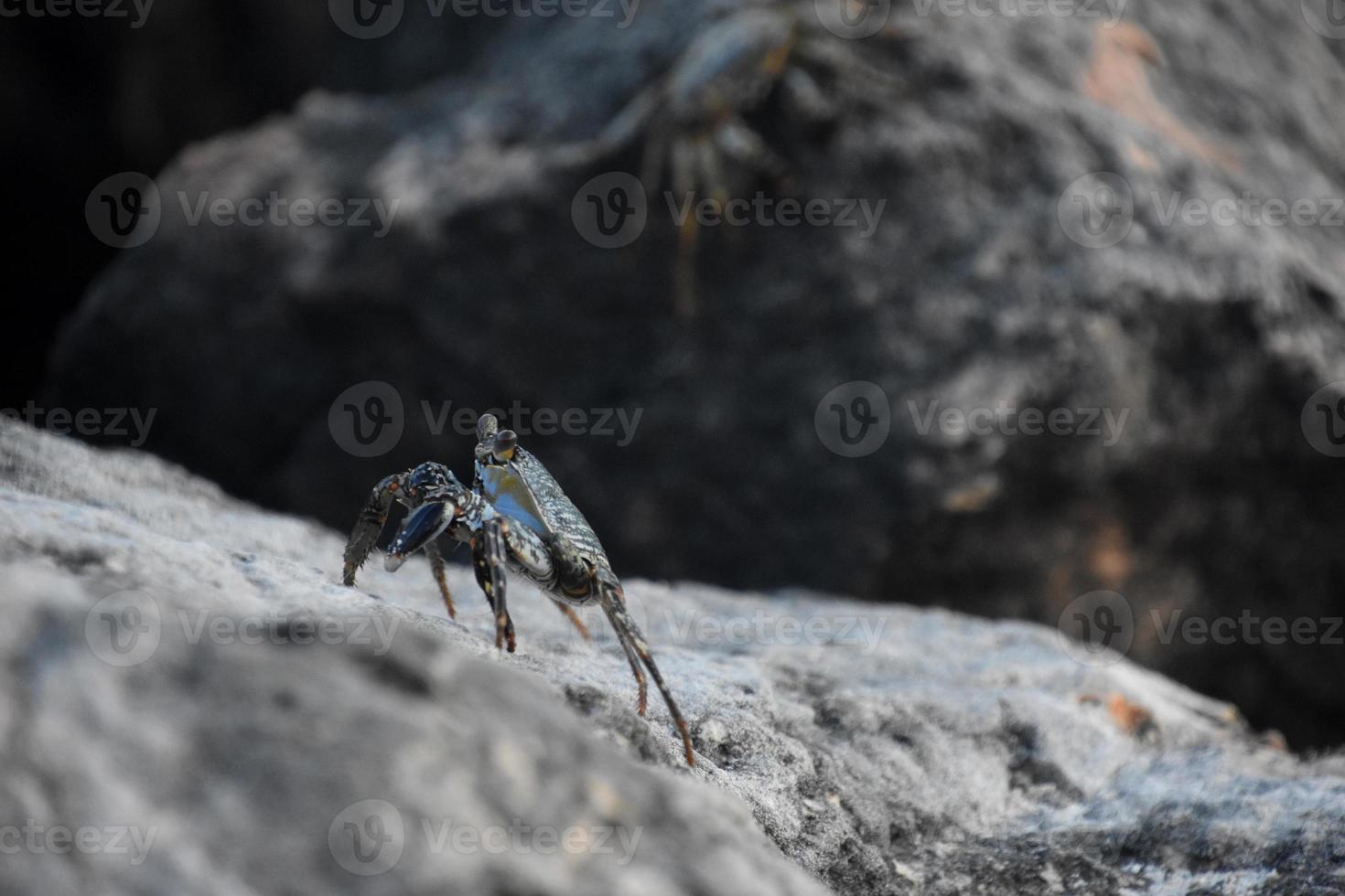 gris nager Crabe escalade en haut le côté de une Roche photo