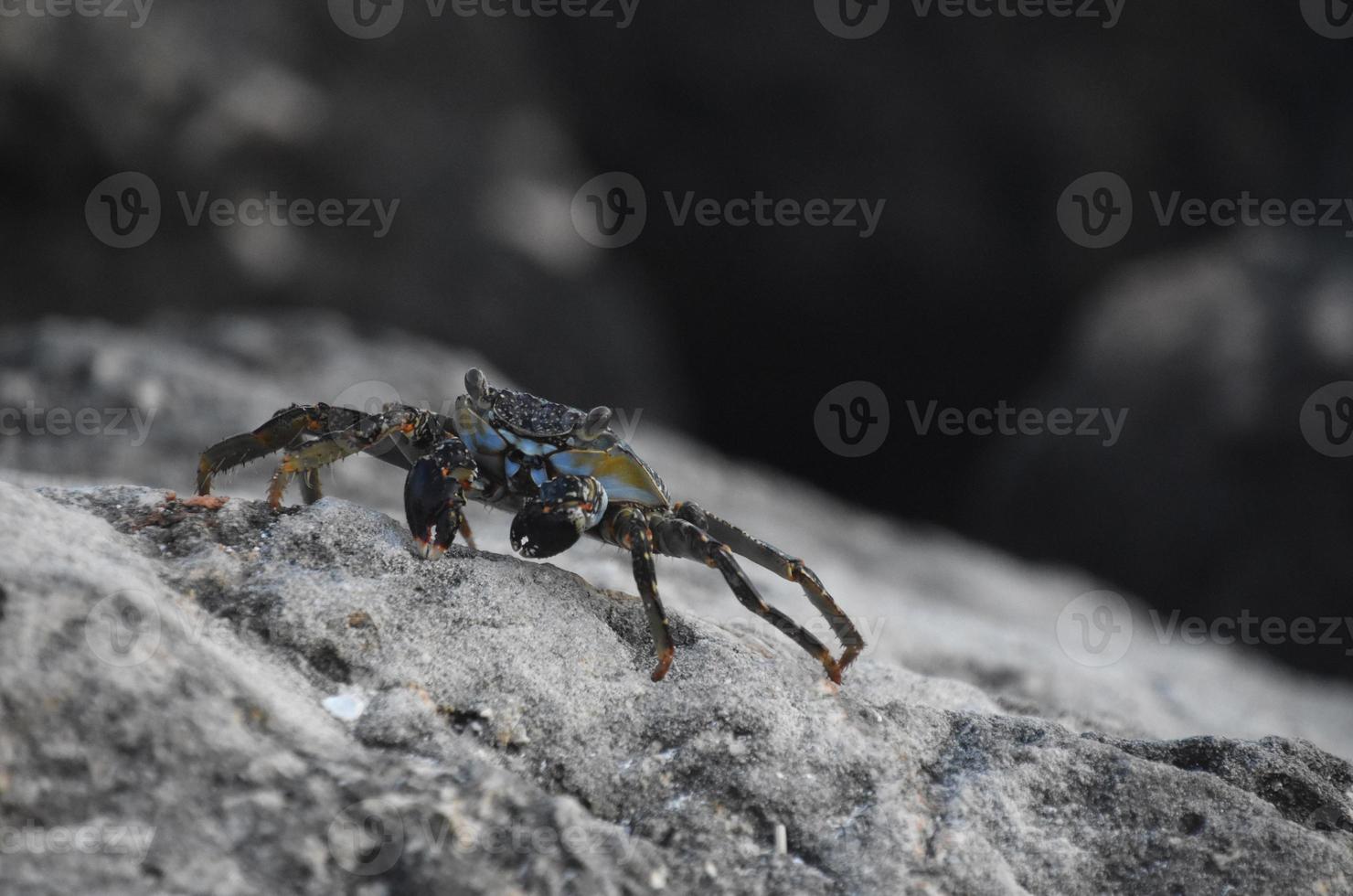 gris nager Crabe perché sur une Roche photo