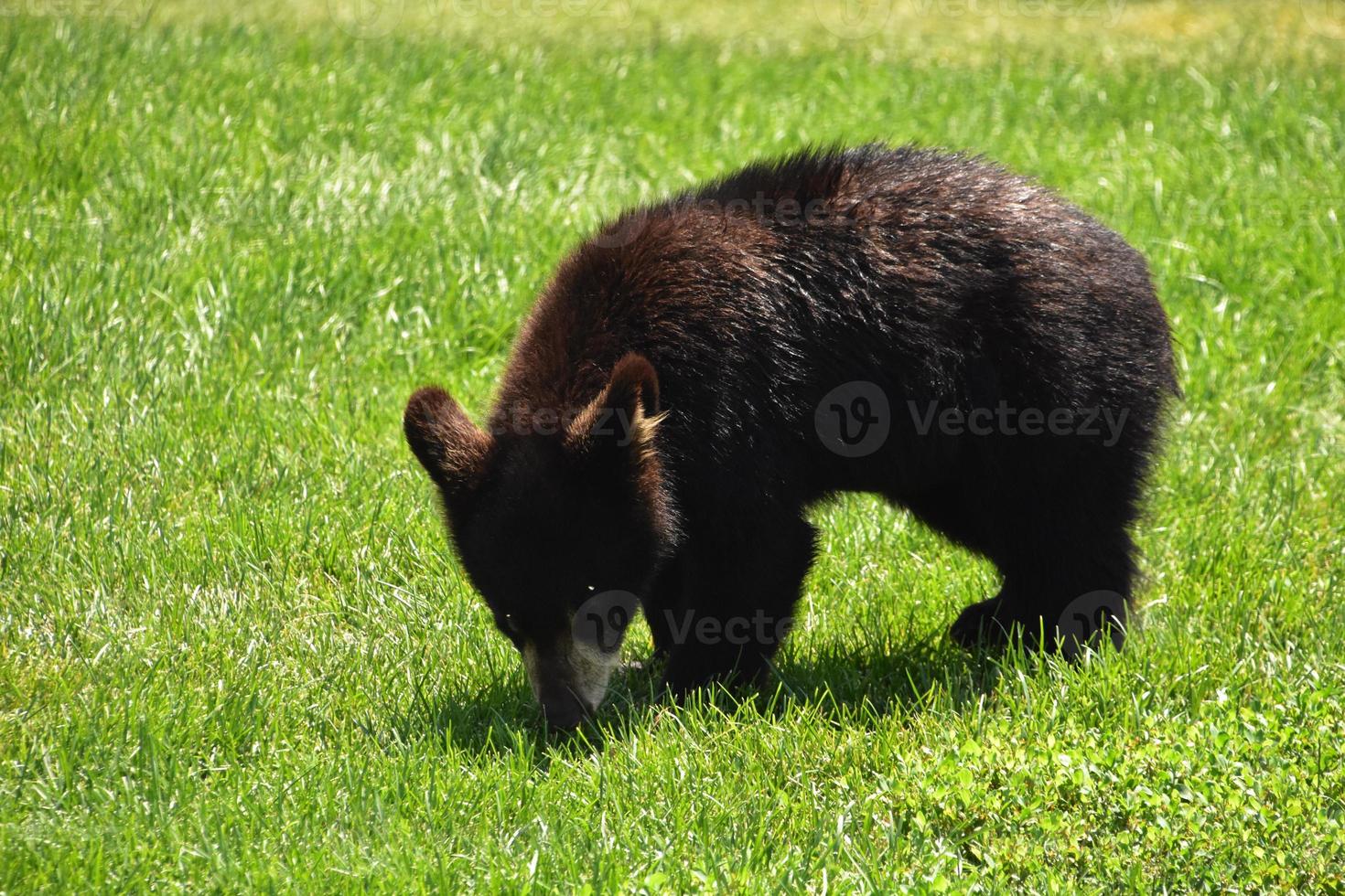 précieux noir ours lionceau odeur le herbe photo