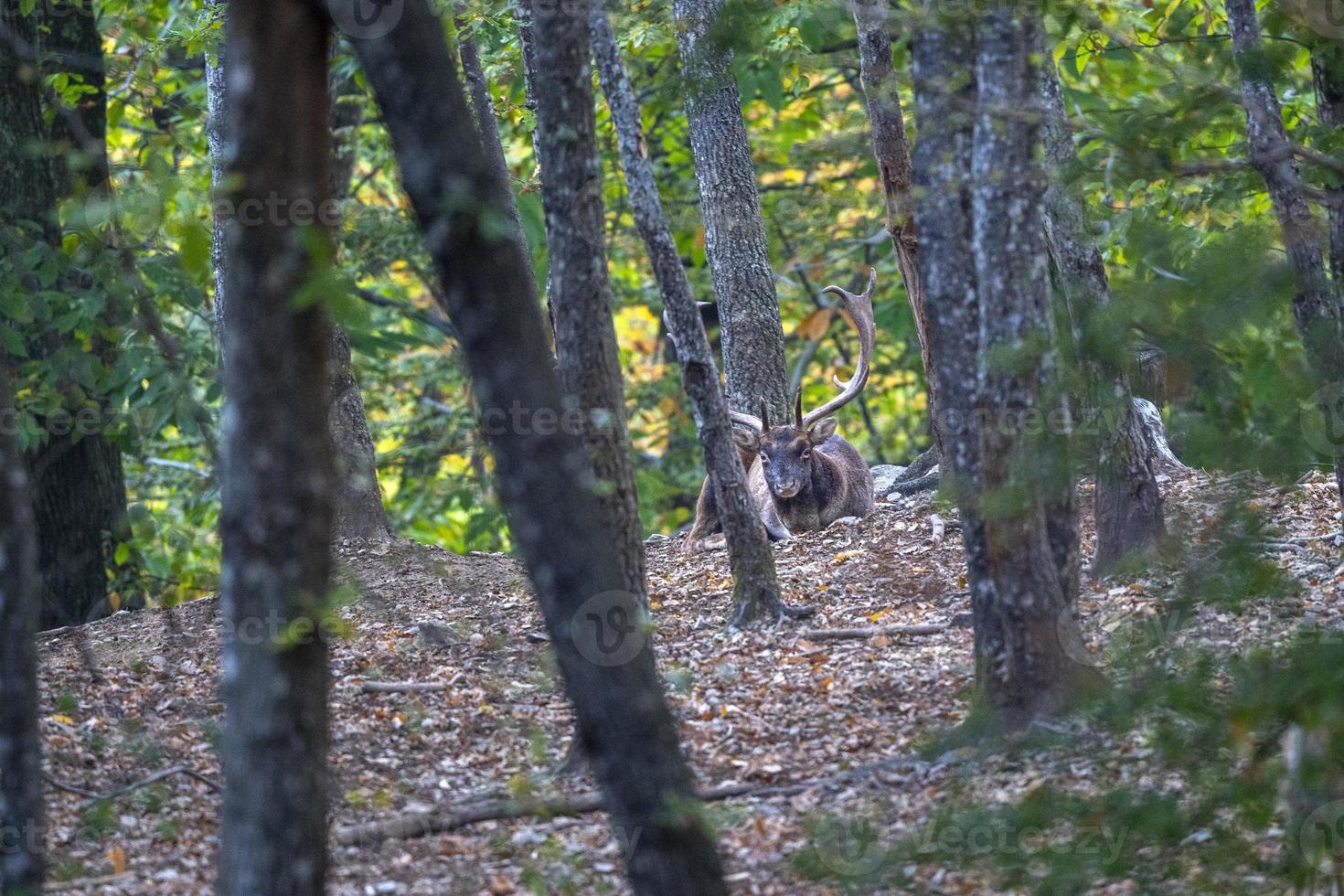 Masculin jachère cerf dans l'amour saison dans le forêt dans l'automne photo