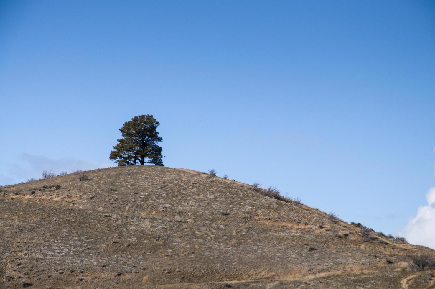 solitaire arbre sur une déserté colline photo