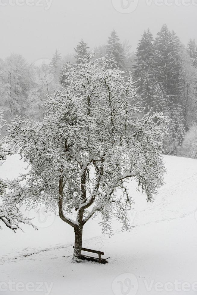 forêt pendant qu'il neige en hiver photo