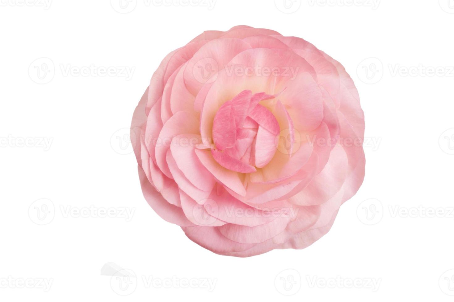6088 rose fleur isolé sur une transparent Contexte photo