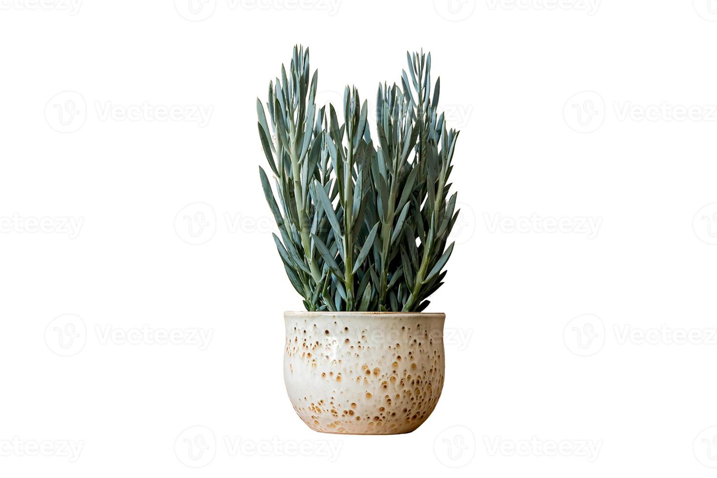 8 blanc pot de fleur avec une plante isolé sur une transparent Contexte photo