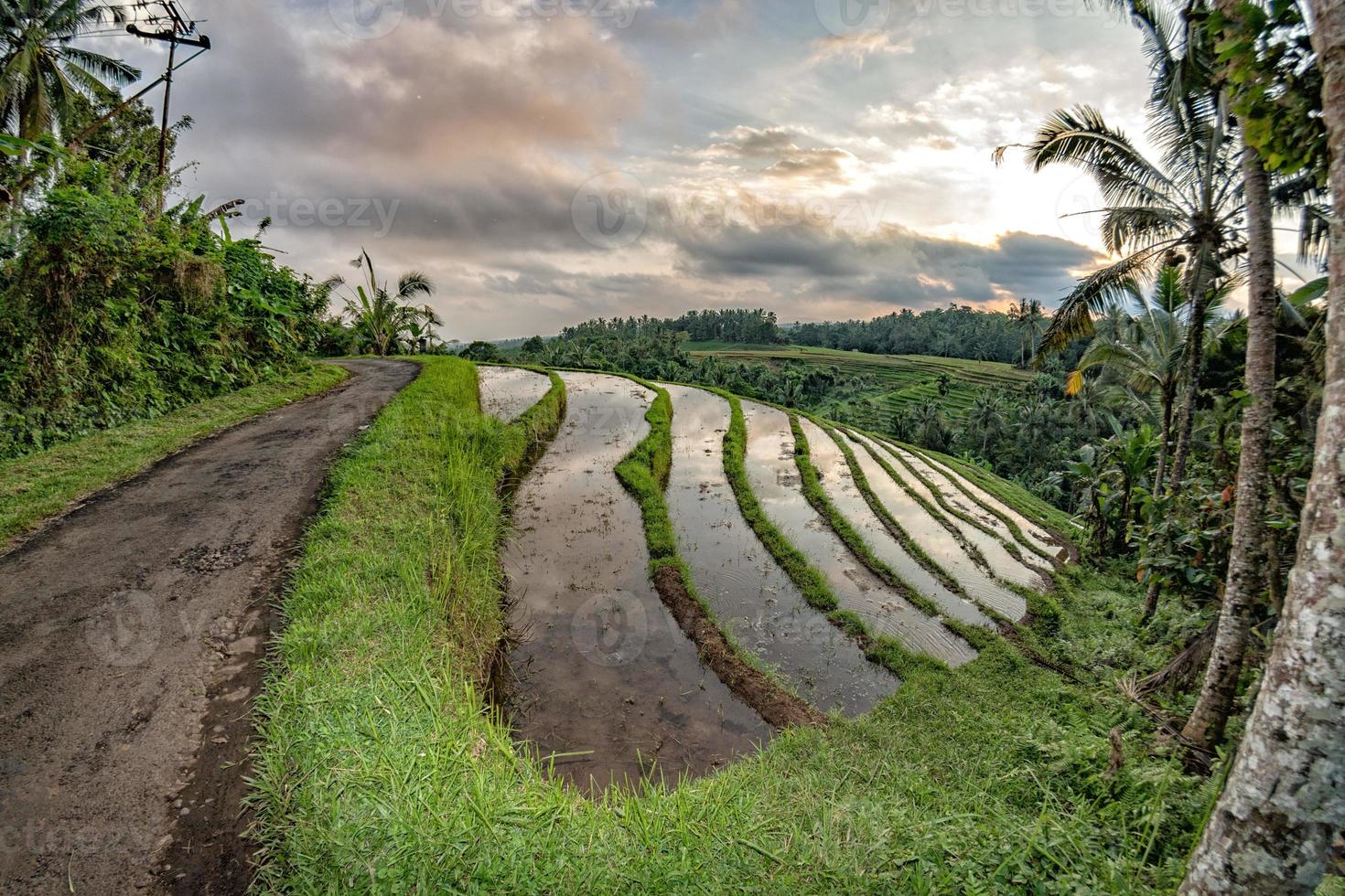 terrasse rizière à bali indonésie voir panorama photo