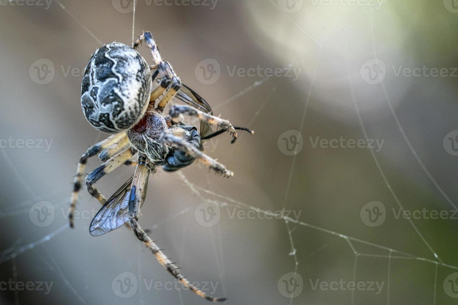 araignée attrapant une mouche photo