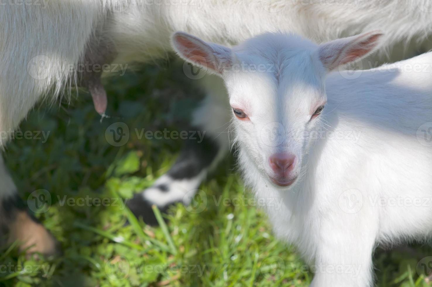 nounou chèvre blanche qui vient de naître photo