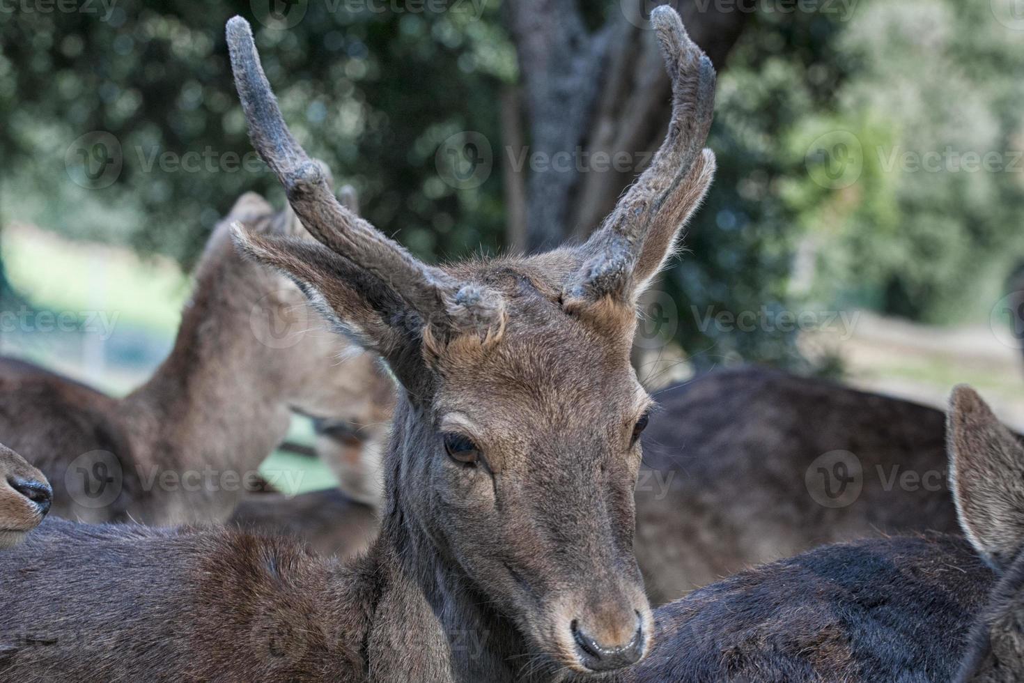 Jeune femelle mule cerf photo