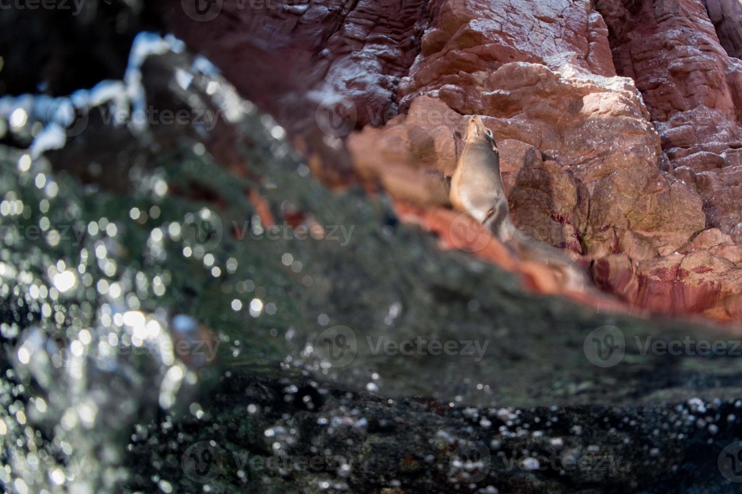 lion de mer sur les rochers photo