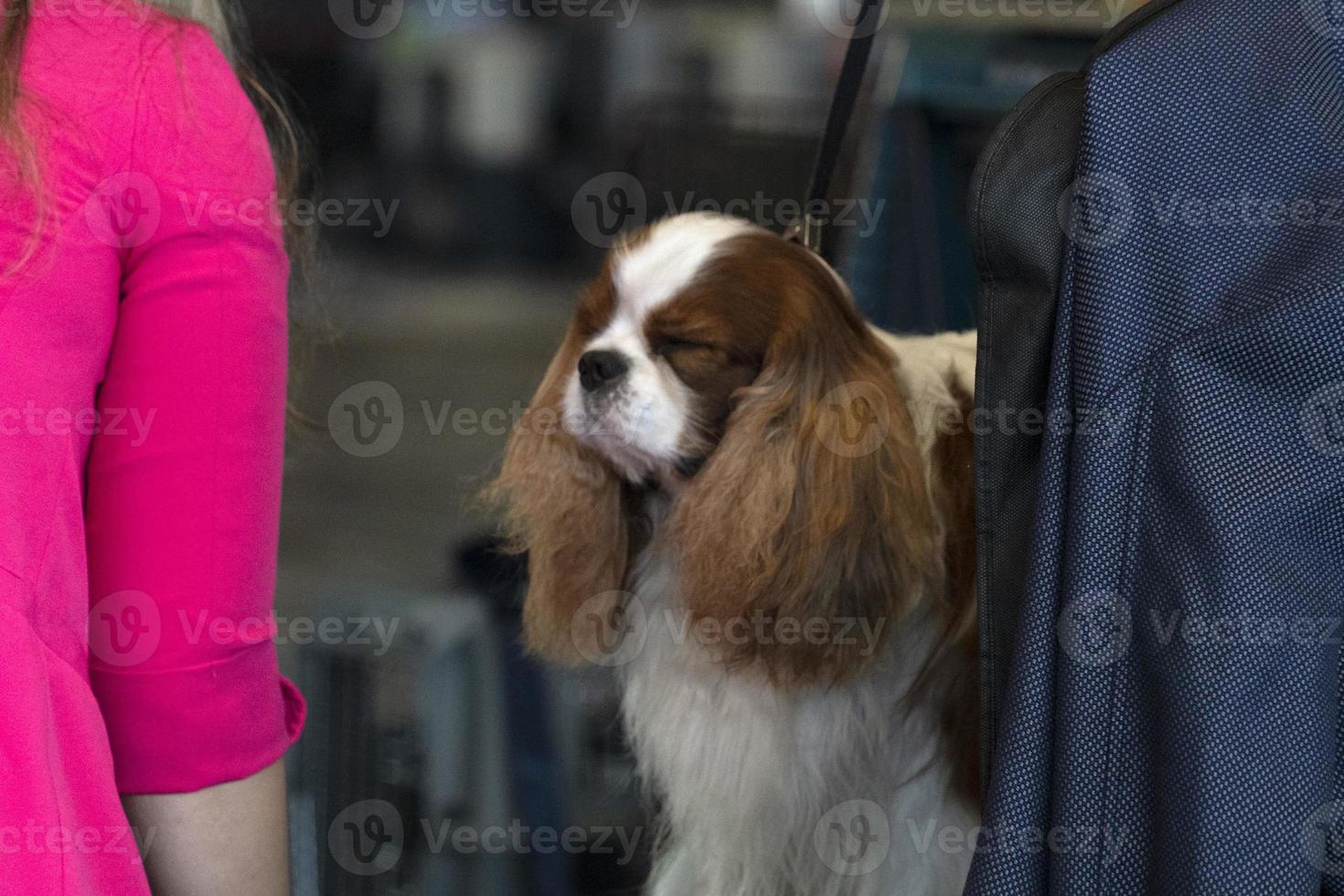 chevalier roi chien près d'être peigné photo