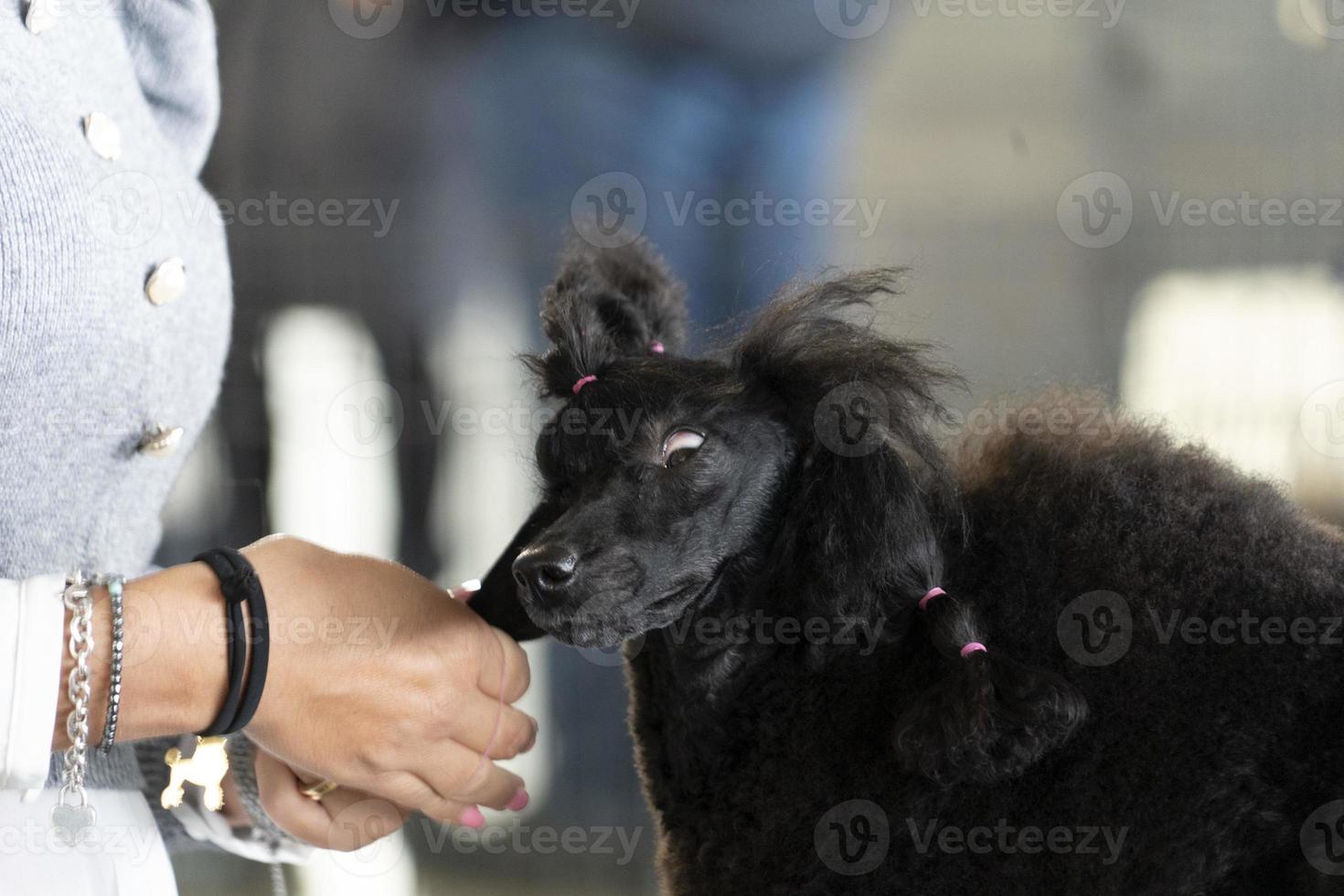 salon de beauté pour chien caniche photo