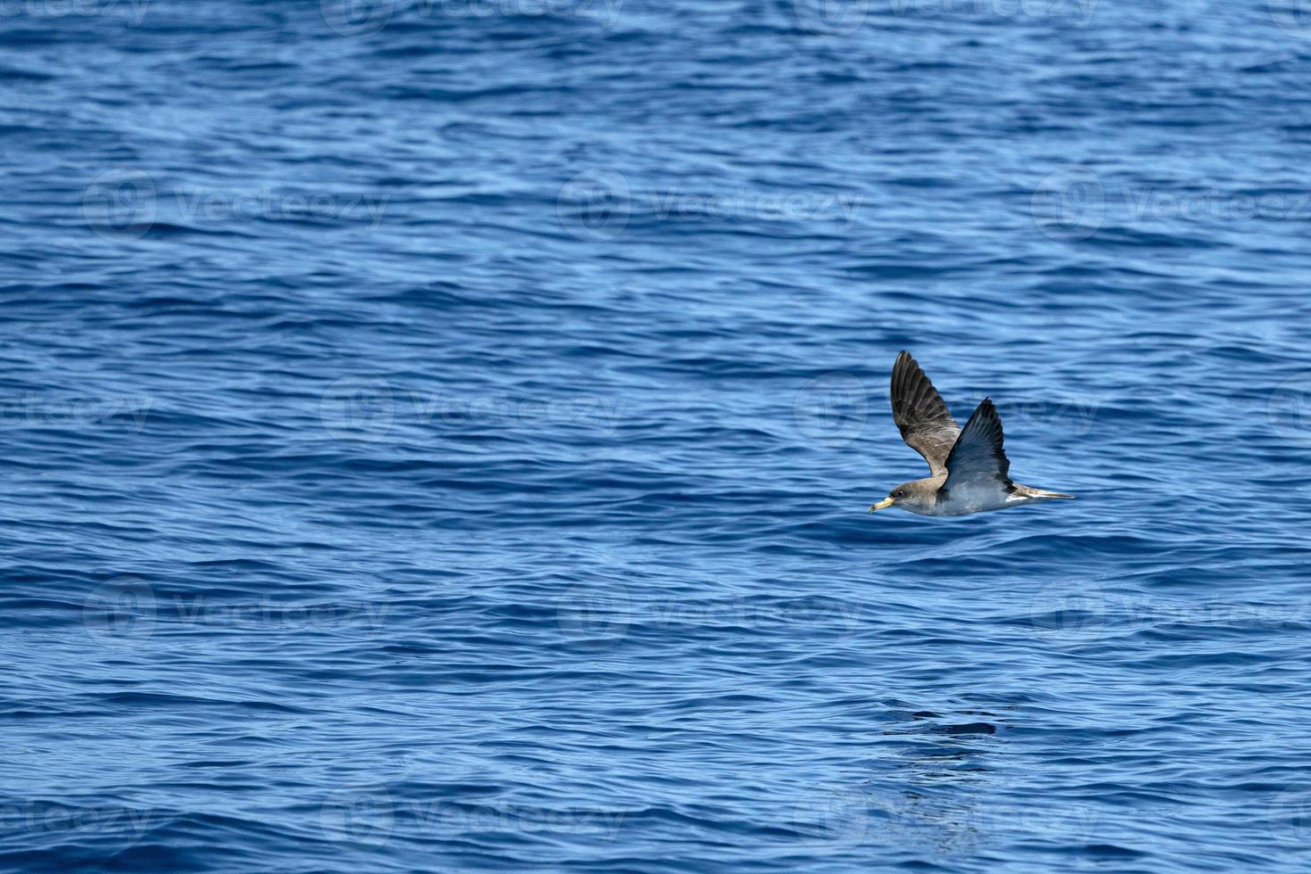 de cory puffin en volant sur méditerranéen mer vagues photo