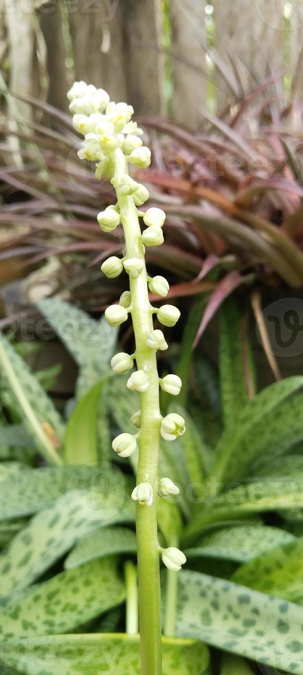 les plantes pour intérieur photo