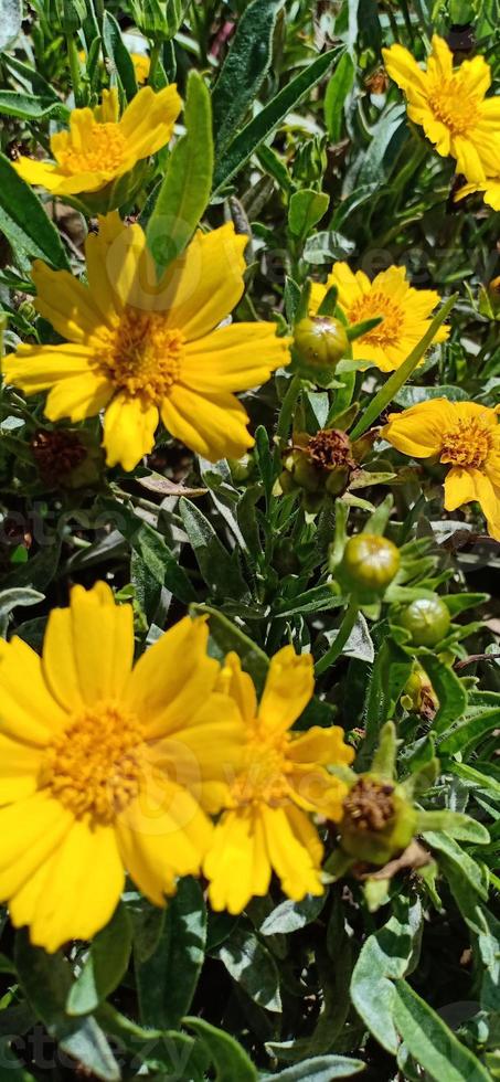 belles fleurs sur la montagne photo